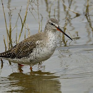 Dunkler Wasserläufer 2015 03963