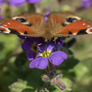 Schmetterling 15.04.15 53