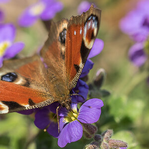 Schmetterling 15.04.15 52