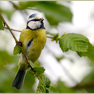DSC 2762 Blaumeise 1000 R