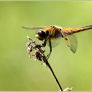 DSC 3311 Vierfleck 1000 R