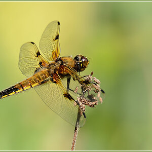 DSC 3286 Vierfleck 1000 R