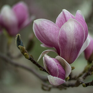 Magnolienblüten