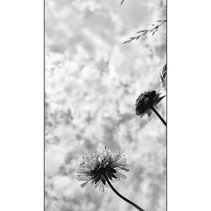 BeetDSC 5799
