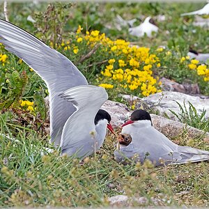 D71 8702 Futtern unter Mutters Fittichen