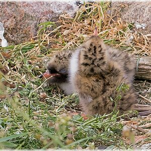 D71 8717 plötzlich allein im Nest