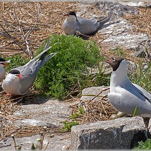 D71 7090 Möwen und Schwalben friedlich nebeneinander