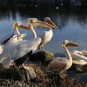 Rosapelikan (Pelecanus onocrotalus)
Luisenpark Mannheim