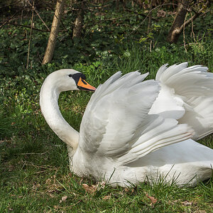 Detershagen Teich 16.04.15 135