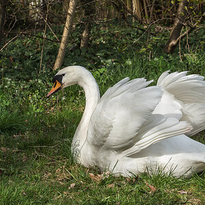 Detershagen Teich 16.04.15 143