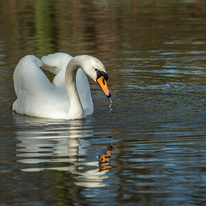 Detershagen Teich 16.04.15 159
