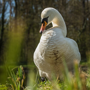 Detershagen Teich 16.04.15 228