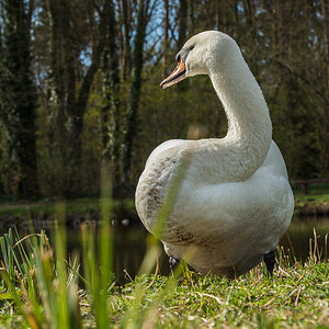 Detershagen Teich 16.04.15 234
