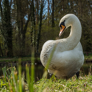 Detershagen Teich 16.04.15 237