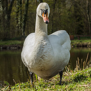Detershagen Teich 16.04.15 242