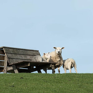 friesland 31