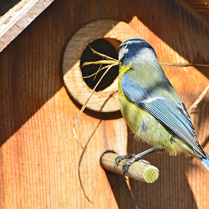 DSC 4564 Nestbau