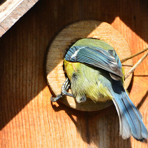 DSC 4566 Nestbau