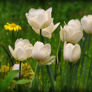 DSC 3710 Tulpen