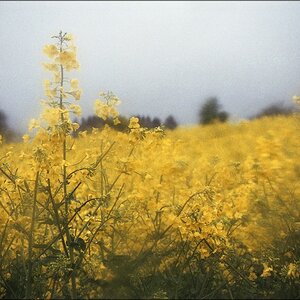 cR150505 009 1