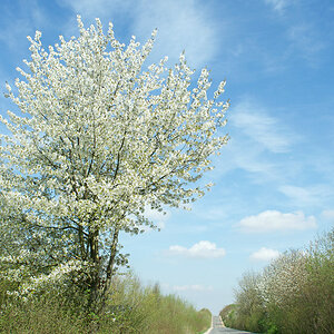 3800frühling