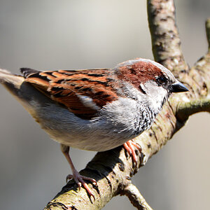 DSC 4693 Spatz
