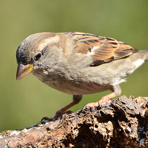 DSC 4731 Spatz