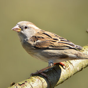 DSC 4732 Spatz