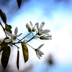 Blutpflaume (Prunus Cerasifera Nigra)