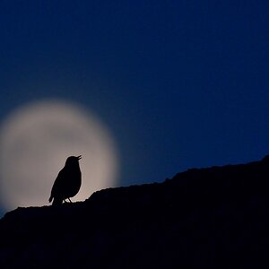 800 1108cf: Amsel im Mond
