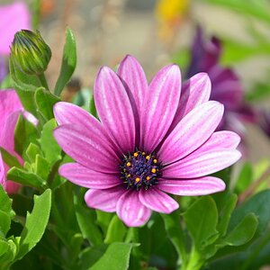 Blume 001