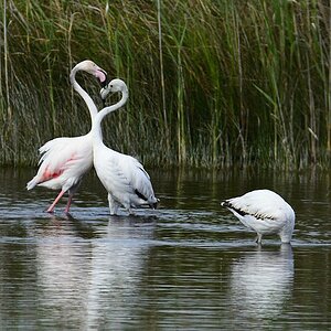 Flamingo 2015 05373