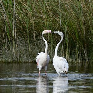 Flamingo 2015 05387