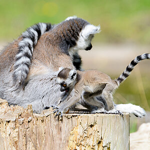 ISO 320, 1/640 Sek. bei f/6,3, 600 mm.