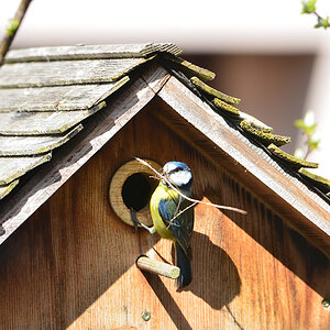 DSC 4582 Nest