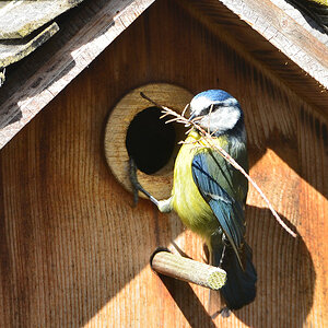 DSC 4591 Nest