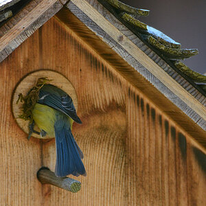 DSC 4592 Nest