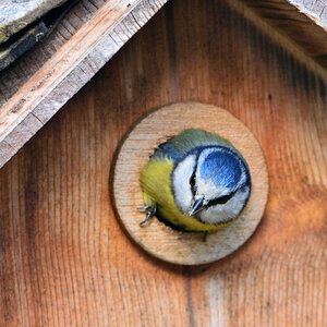 DSC 4572 Nest