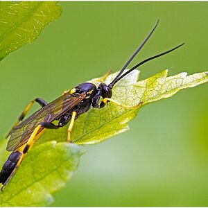 D71 8776 Wespe II