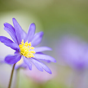 Botanisch 5