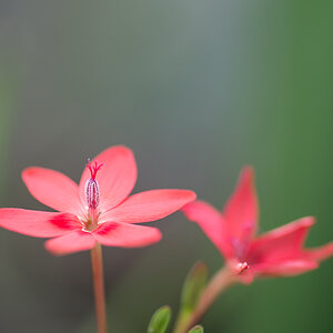 Botanisch 6