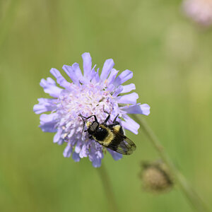 Biene auf der Blume