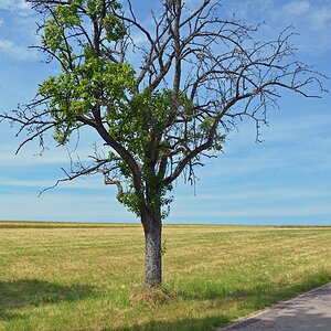 Baum