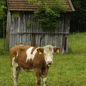 Kalb vor dem Heustadel