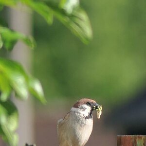 DSC 5100 DxO