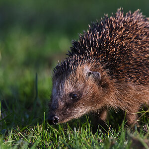 Igel im Rhododendronpark
6153