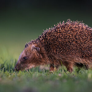 Igel im Rhododendronpark
6275