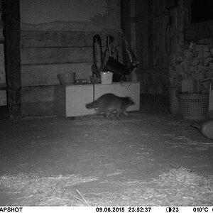 Waschbär#1