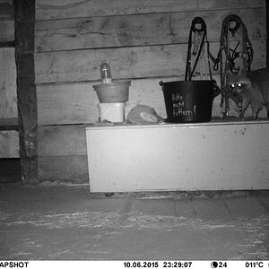 Waschbär#2