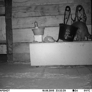 Waschbär#3